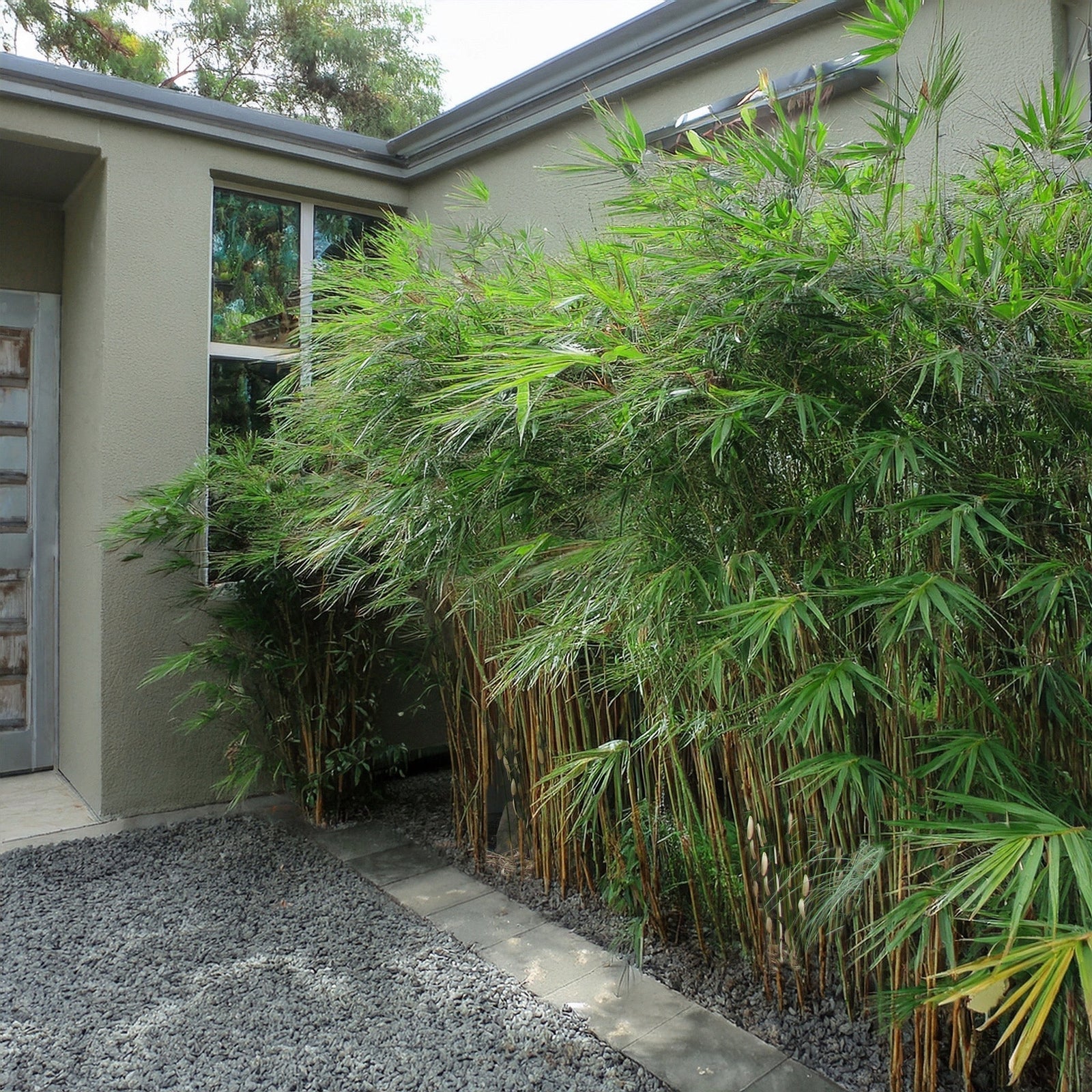 haie de bambou non traçant fargesia robusta campbell