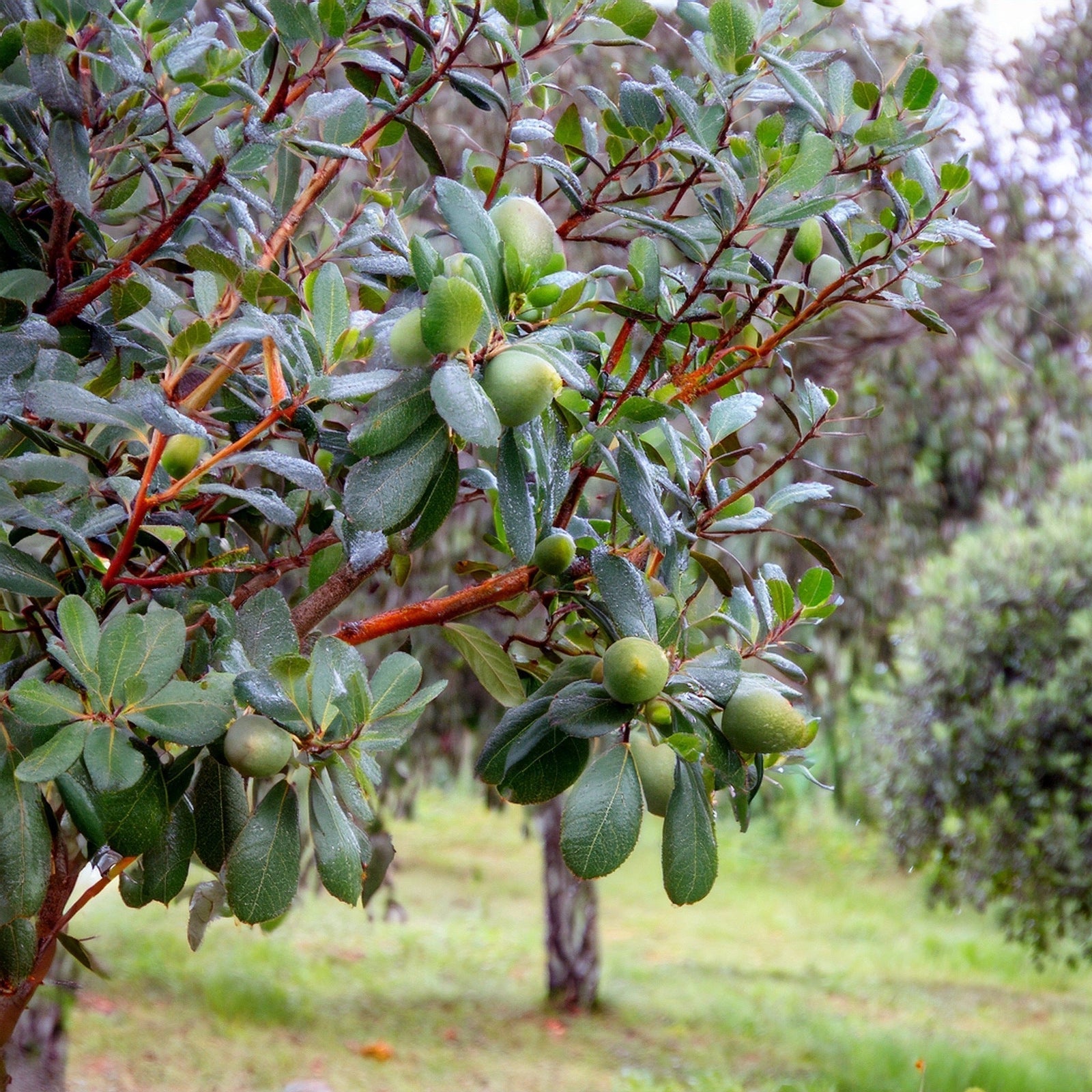 feuilles et fruit du goyavier du brésil