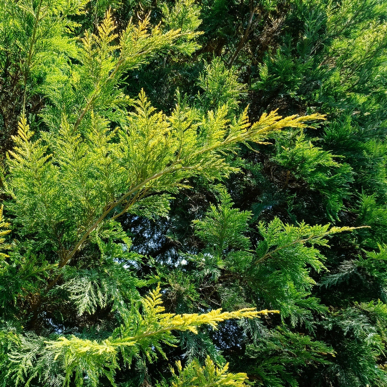 branches du cyprès