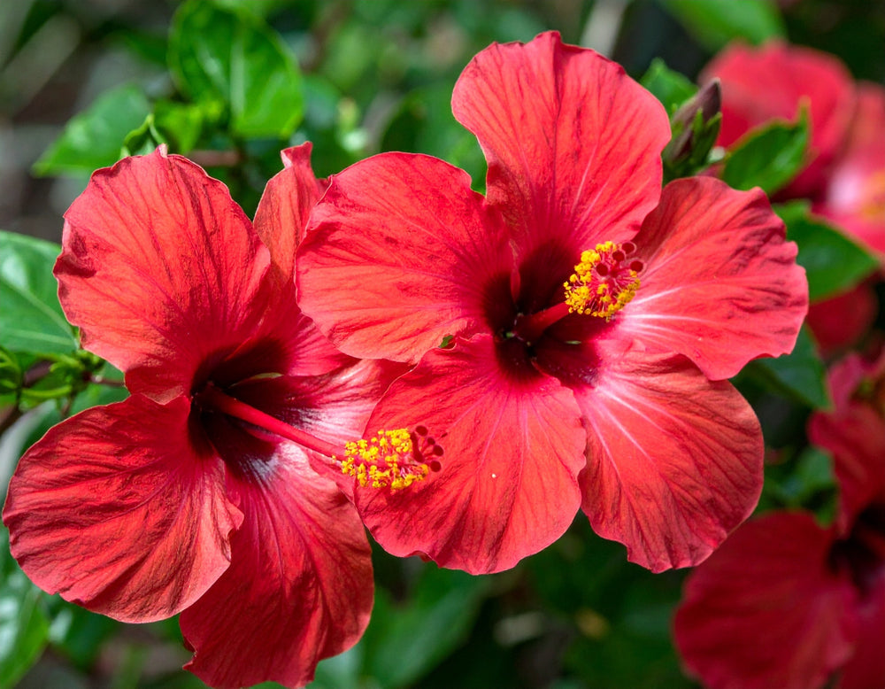 Hibiscus : tout savoir sur cette plante aux fleurs spectaculaires