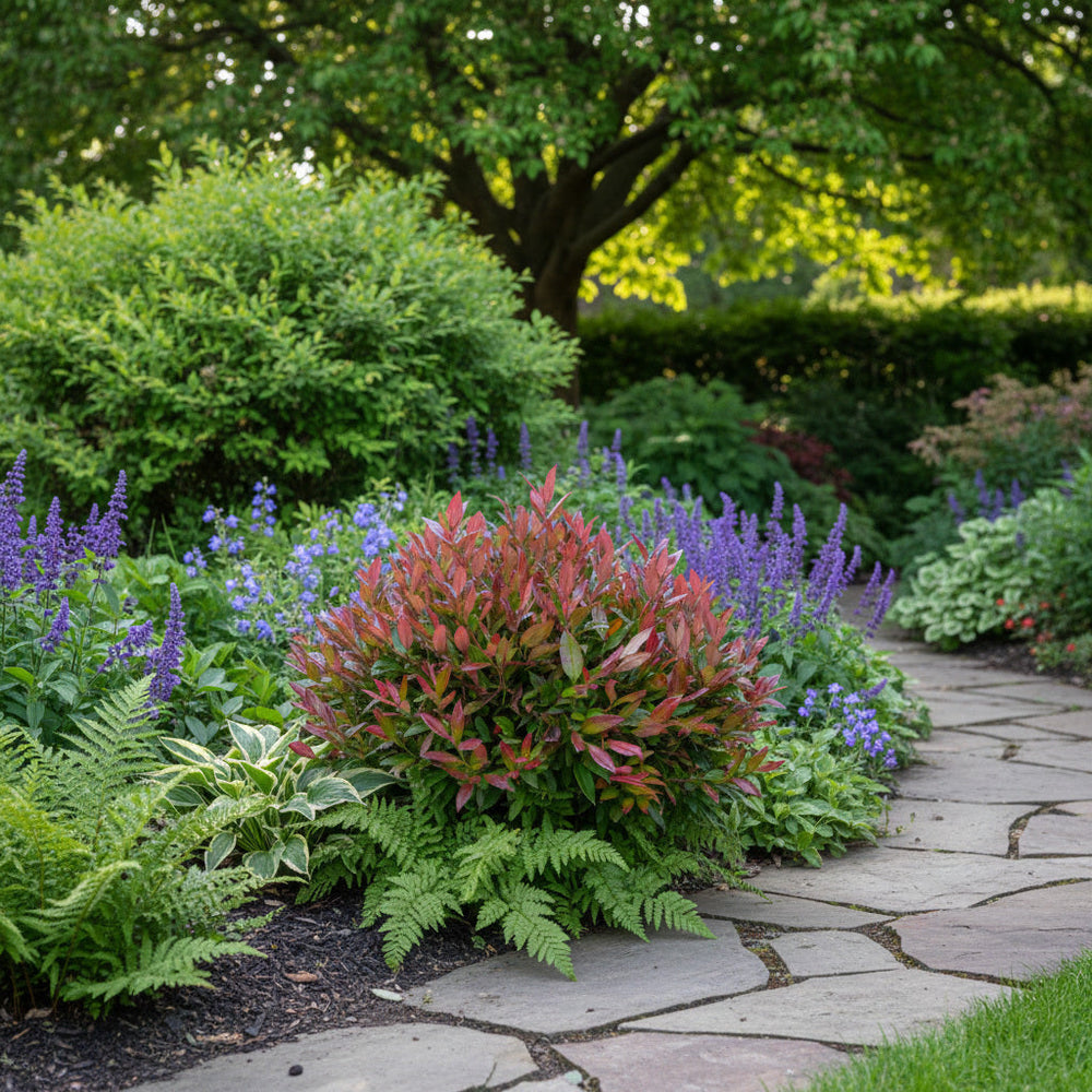 Notre top 8 des arbustes couvres-sols persistants