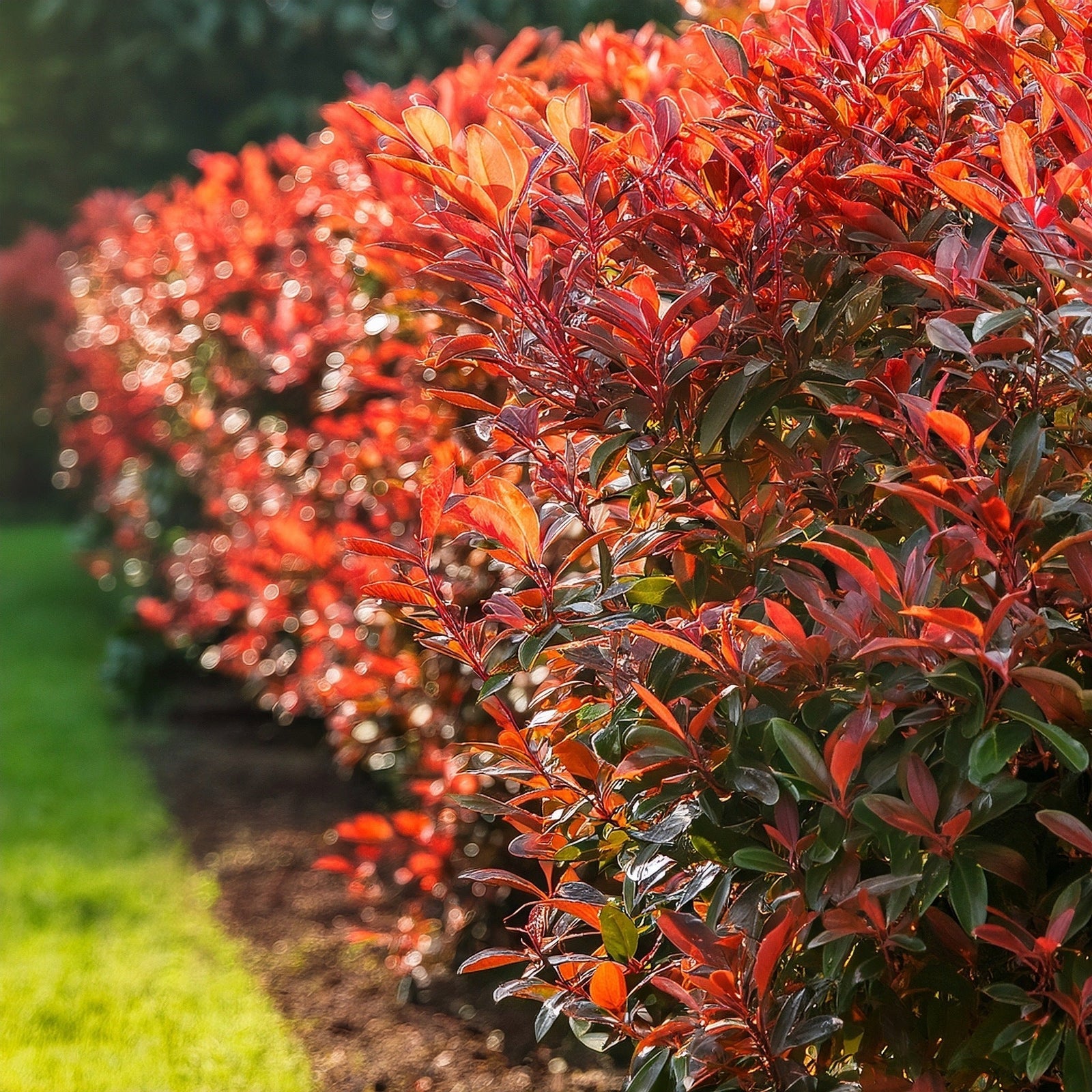 haie de photinia