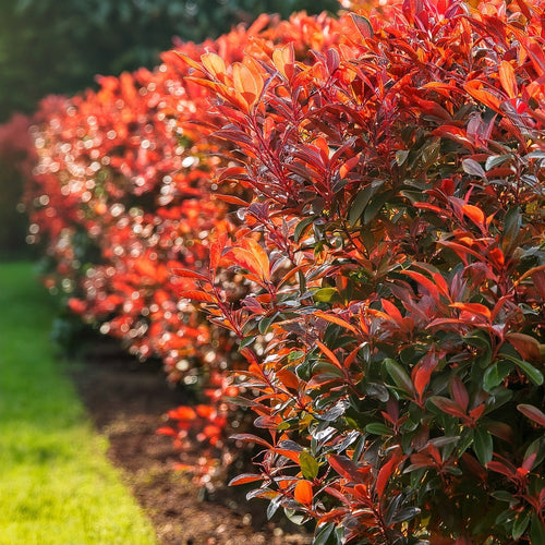 haie de photinia