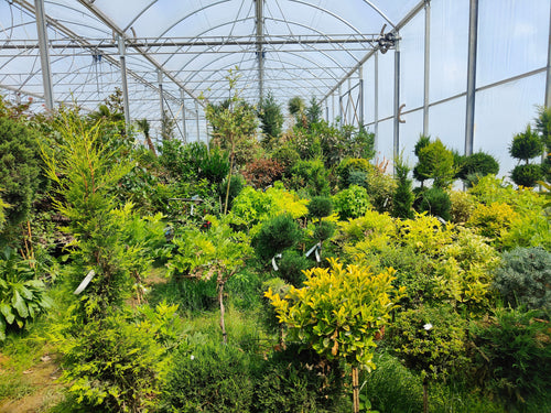 Les belles plantes qui font la différence dans un jardin