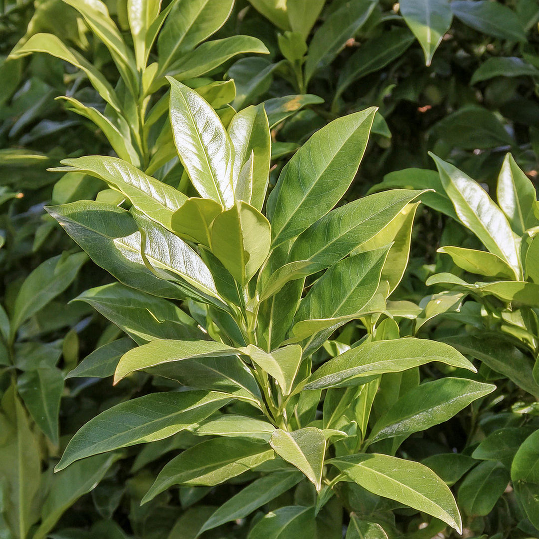 Comment réussir la plantation de votre laurier palme ?