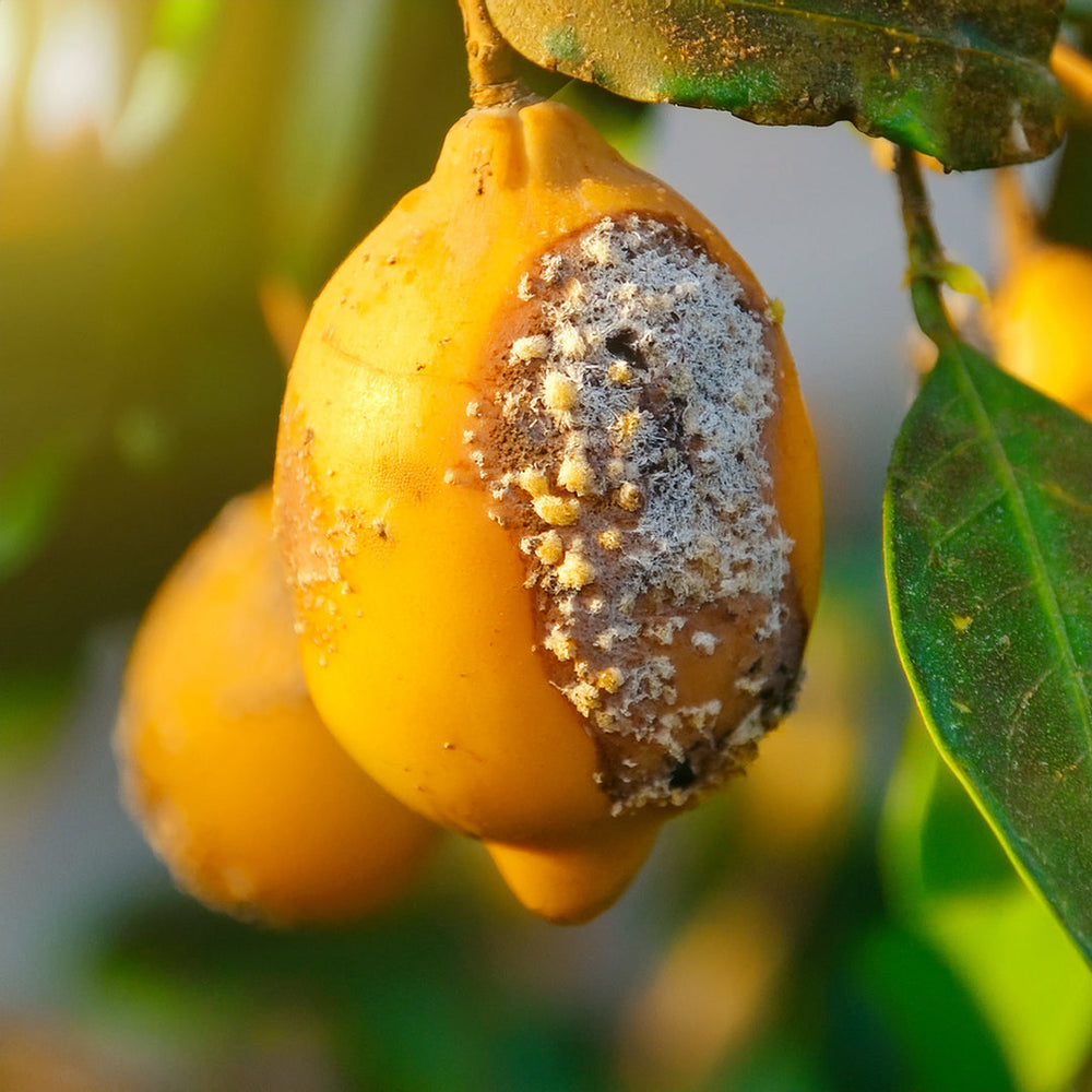 Maladies et parasites du citronnier bergamotte : prévenir et soigner naturellement