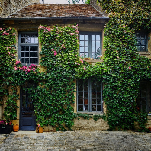 Façade de maison avec des plantes grimpantes