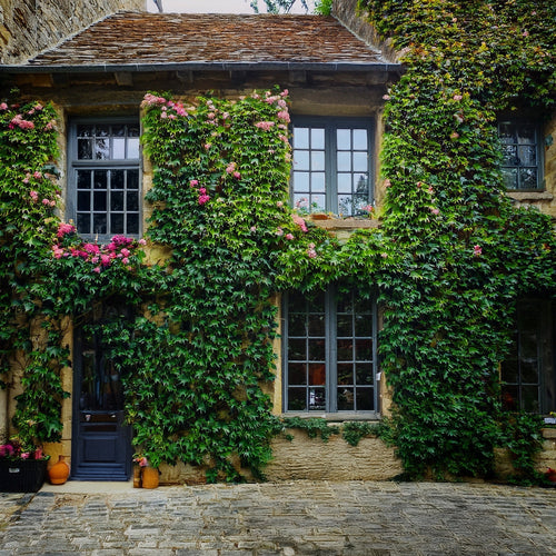 Façade de maison avec des plantes grimpantes