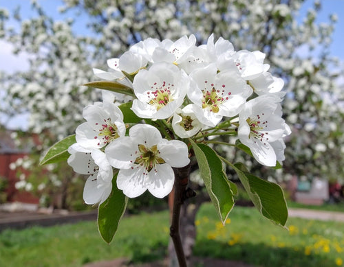 zoom fleurs de poirier de chine