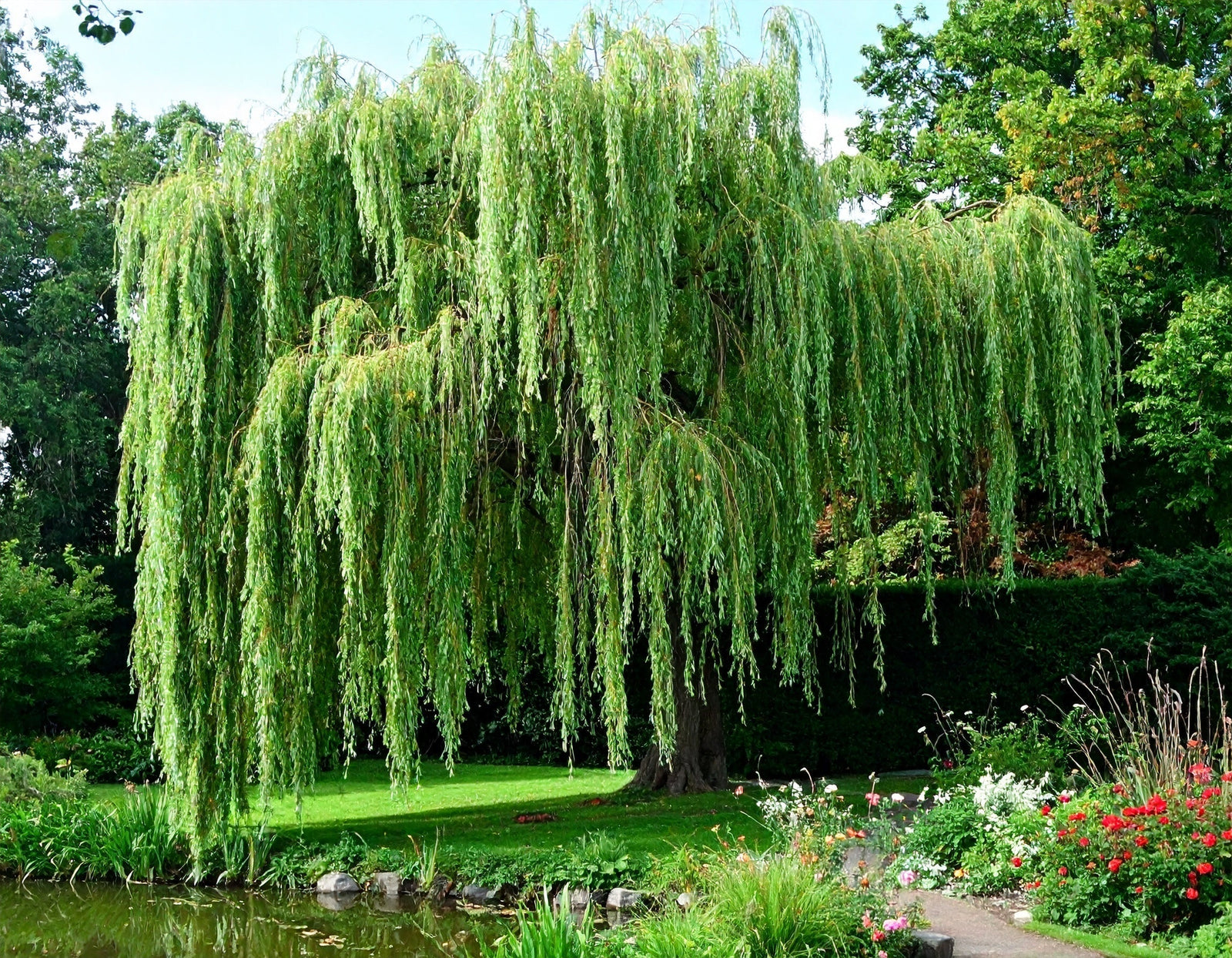 Taille du saule pleureur : quand et comment intervenir ?