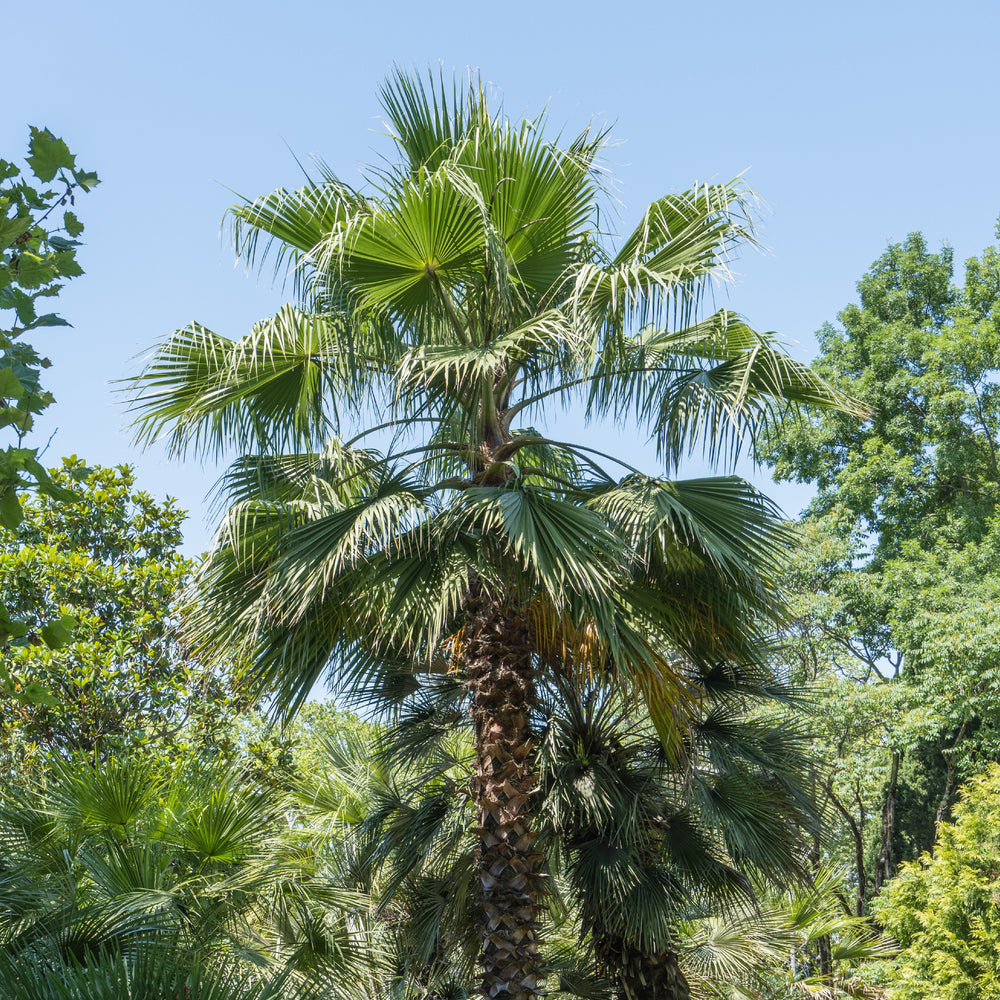 Palmier Washingtonia : tout savoir sur ce géant des jardins secs