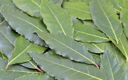 Comment récolter et cuisiner le laurier sauce de son jardin ?