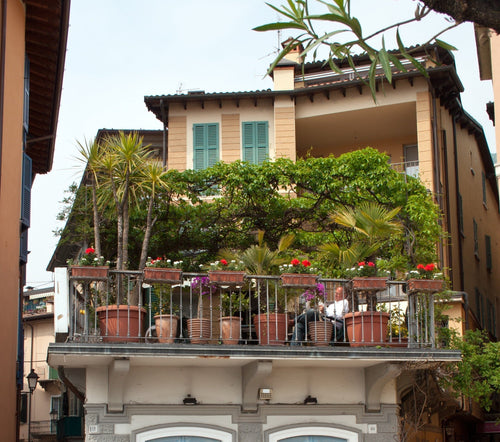 Quelles plantes choisir pour transformer un balcon en véritable jardin miniature ?