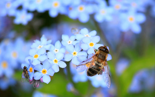 Comment créer un jardin écoresponsable ?