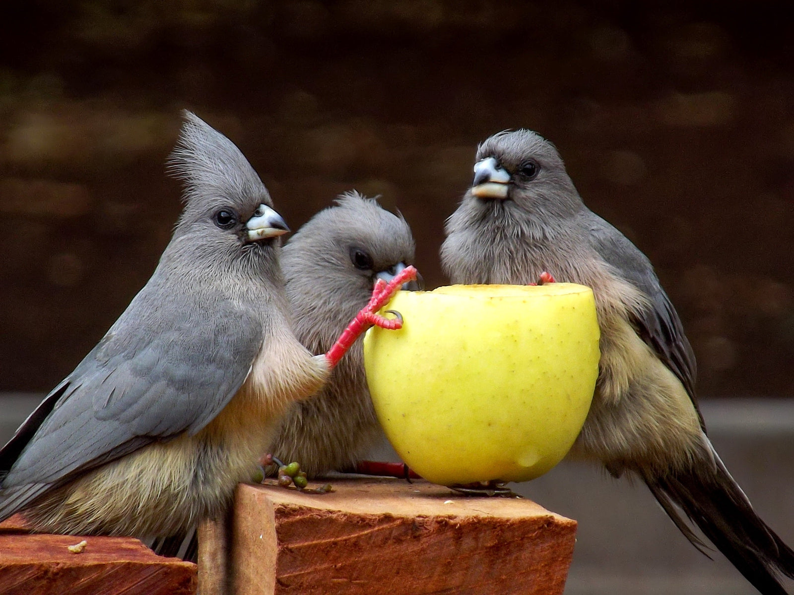 Arbres fruitiers : Quelles solutions écologiques pour protéger vos récoltes des oiseaux, insectes et autres animaux ?