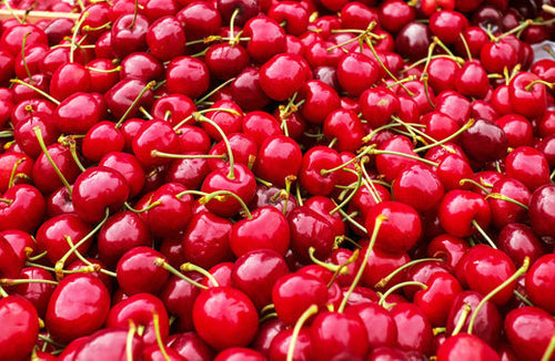 Quand et comment récolter les cerises de son jardin ?