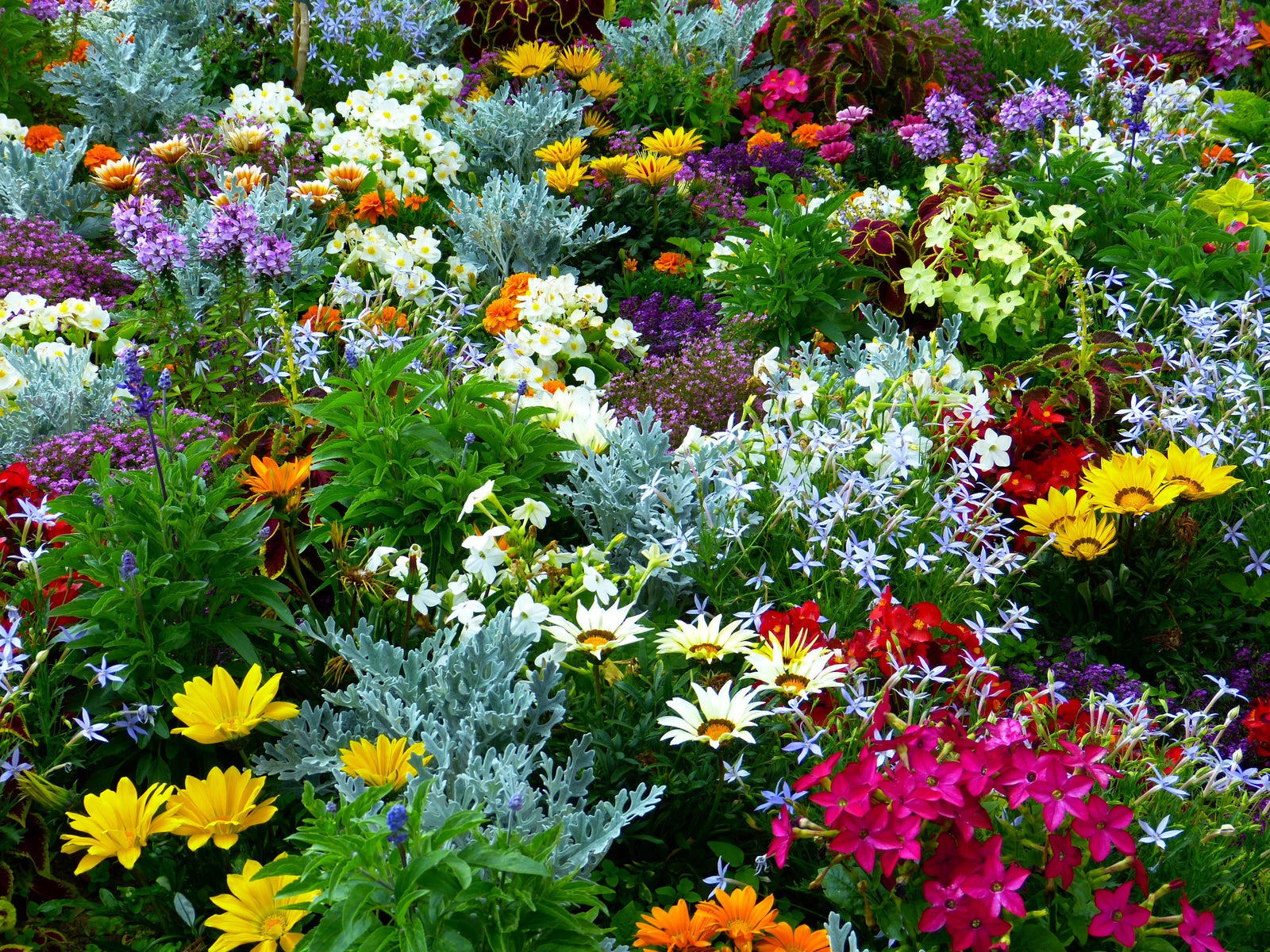 Quelles plantes choisir pour avoir un jardin fleuri toute l'année ?