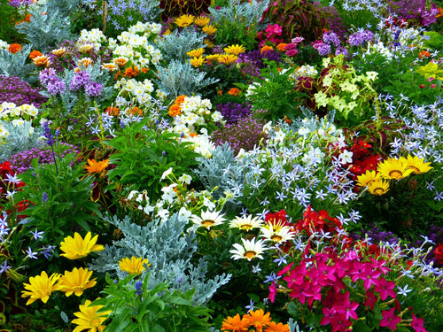 Quelles plantes choisir pour avoir un jardin fleuri toute l'année ?