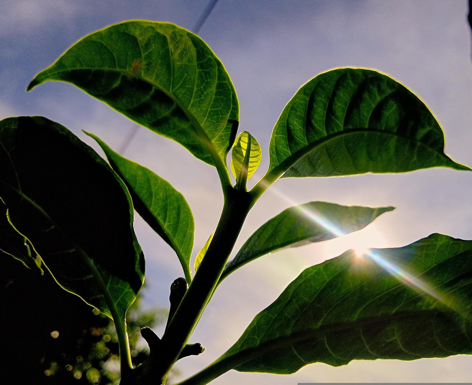 Quand les plantes caduques récupèrent-elles leurs feuilles ?