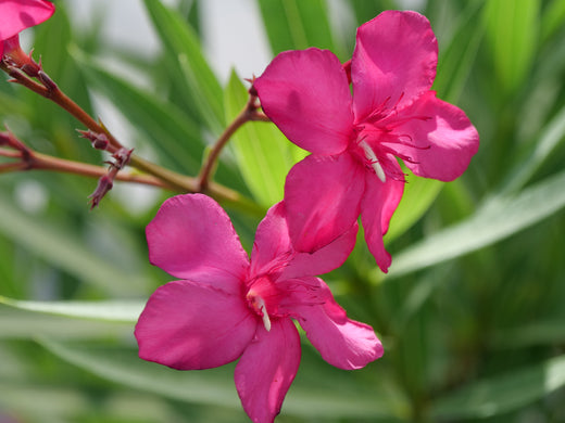 Comment bouturer le laurier rose ?