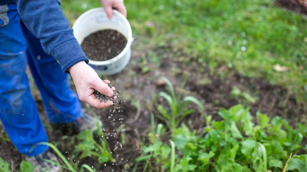 Quand mettre de l'engrais ? Nos conseils pour des plantes en pleine santé.