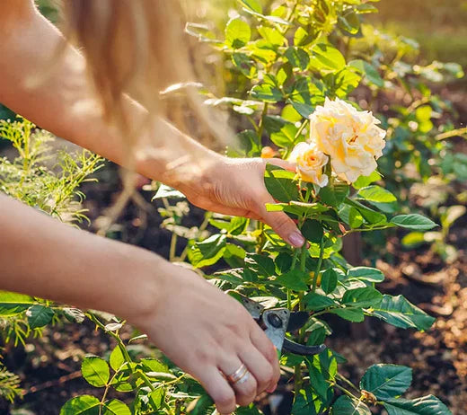 Comment tailler un rosier avec succès ?