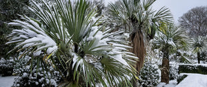 Palmiers rustiques résistant au froid