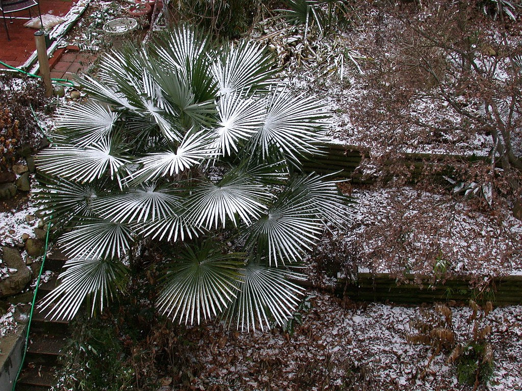 Palmiers rustiques résistant au froid