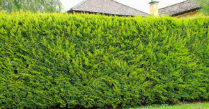 Haie persistante ultra occultante