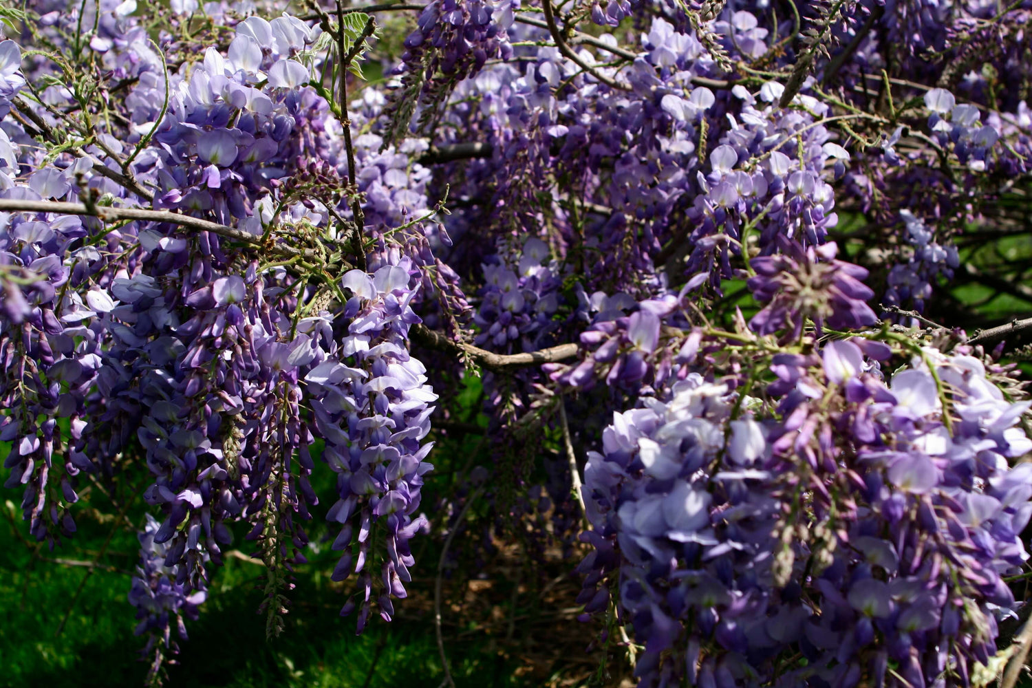 Plantes grimpantes à fleur