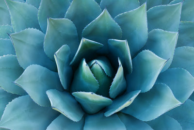 Agaves