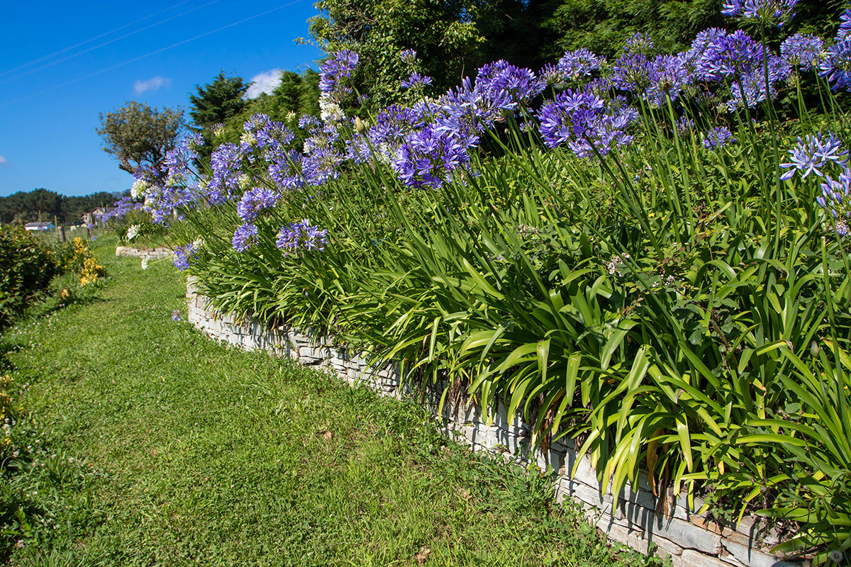 Plantes méditerranéennes à fleurs