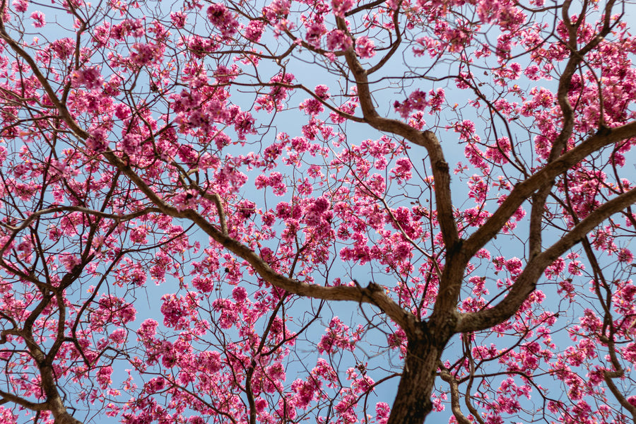 Arbres à fleurs