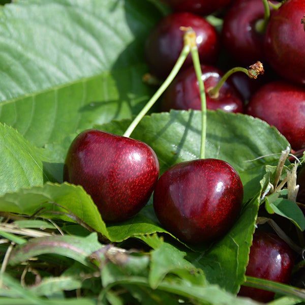Fruits à noyaux