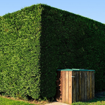 Quand tailler un cyprès de Leyland pour une haie dense et régulière ...