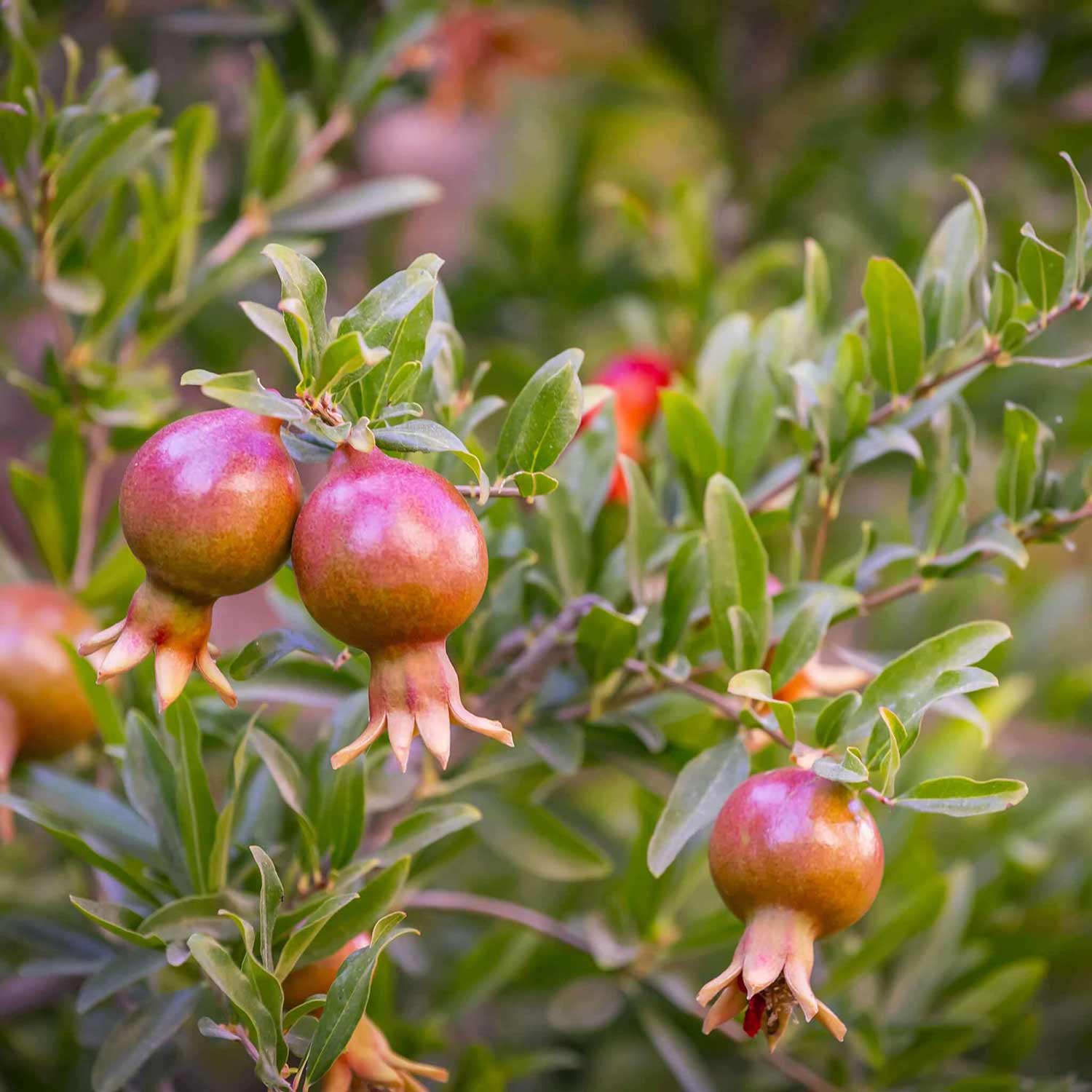 Plantes méditerranéennes à fruits