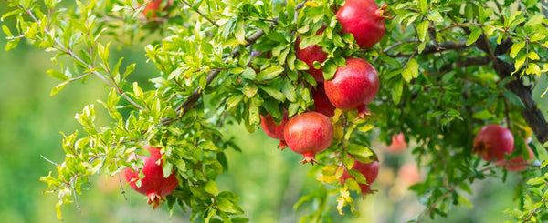 Fruits exotiques