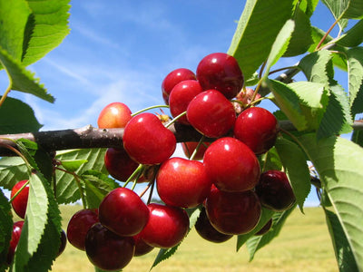 Fruits rouges