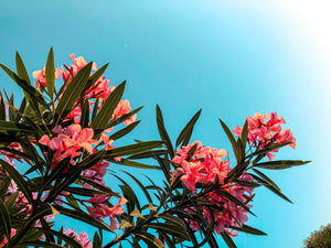 Haie persistante fleurie