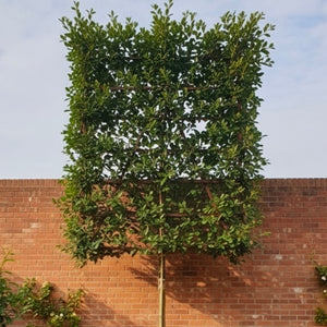 Arbres en palissade