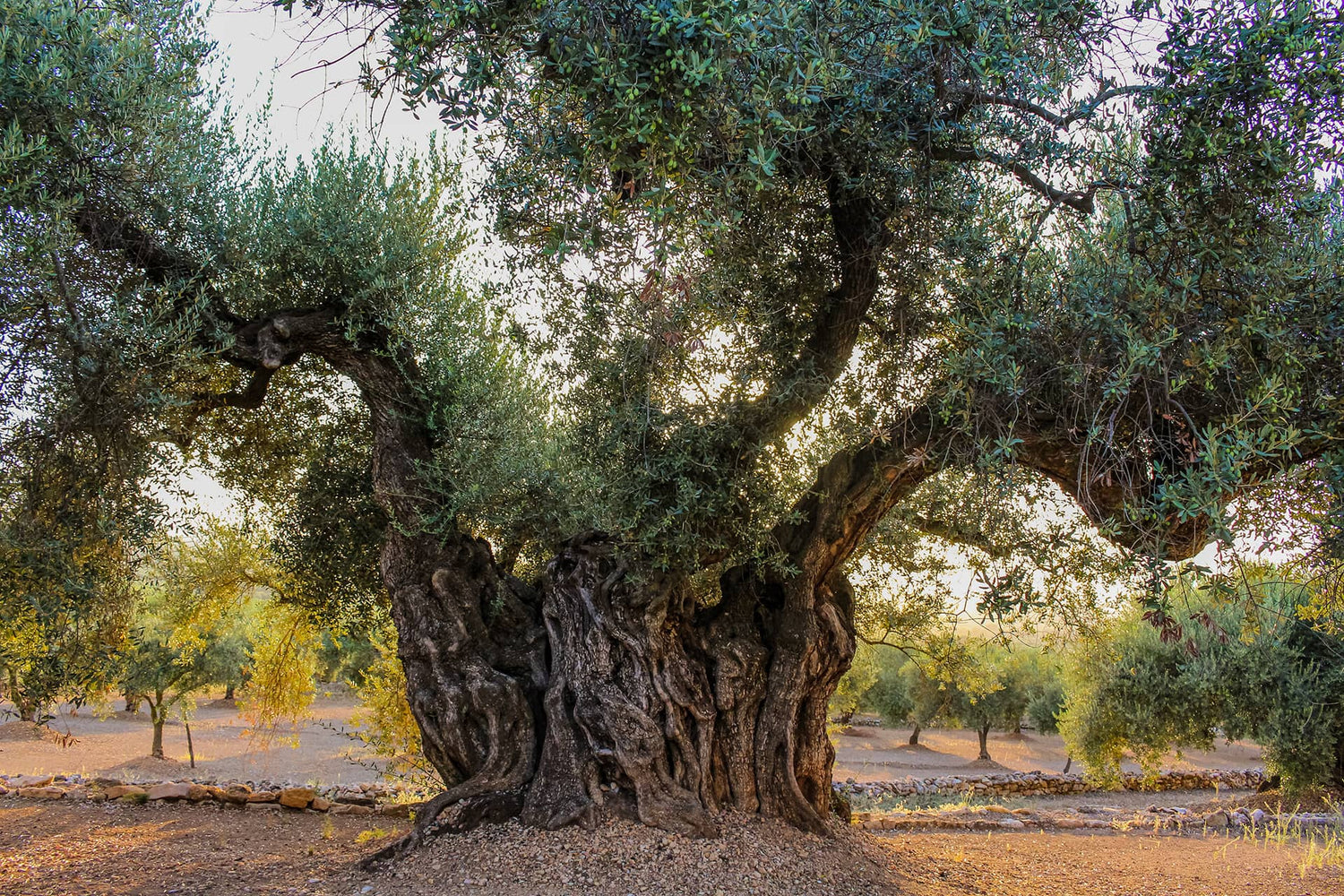 Plantes méditerranéennes résistant au gel