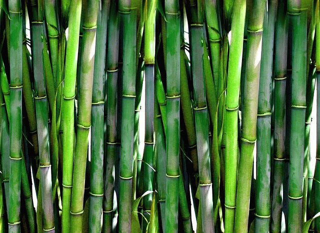 Bambous non-traçants