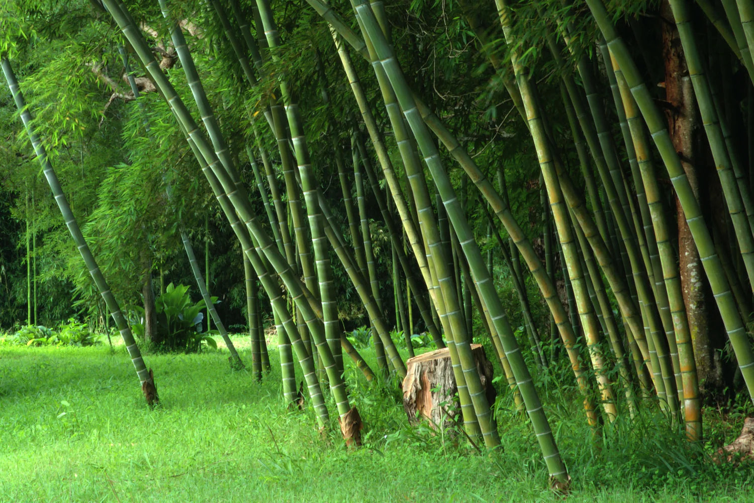 Bambous traçants