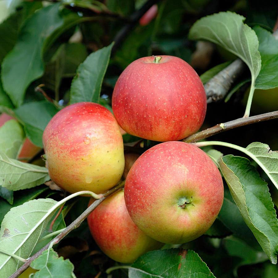Fruits à pépins