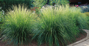 Graminées et Fougères