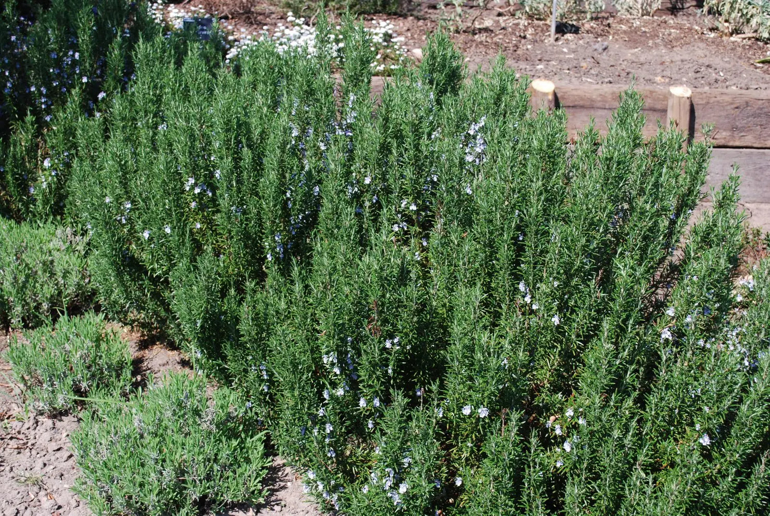 Plantes méditerranéennes à feuillage persistant