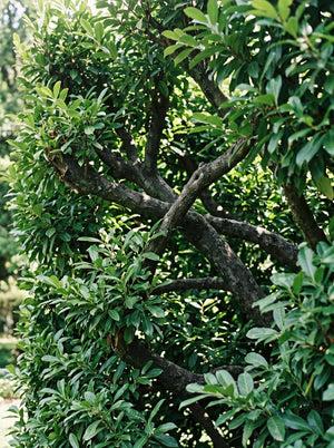 Arbres persistants