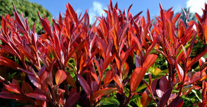 Haie persistante colorée