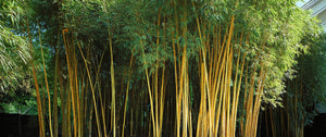 Bambous géants