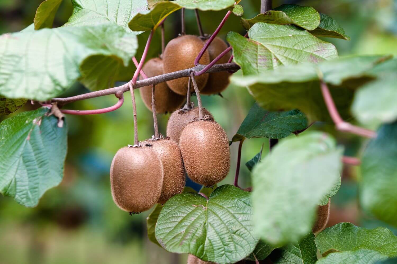 Arbres fruitiers colonnaires